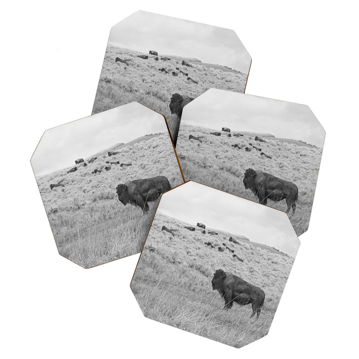 Montana Buffalo Bison | Black and White Montana Photography Coaster Gallery Image 1