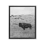 Montana Buffalo Bison | Black and White Montana Photography Framed Canvas Print Gallery Image 6