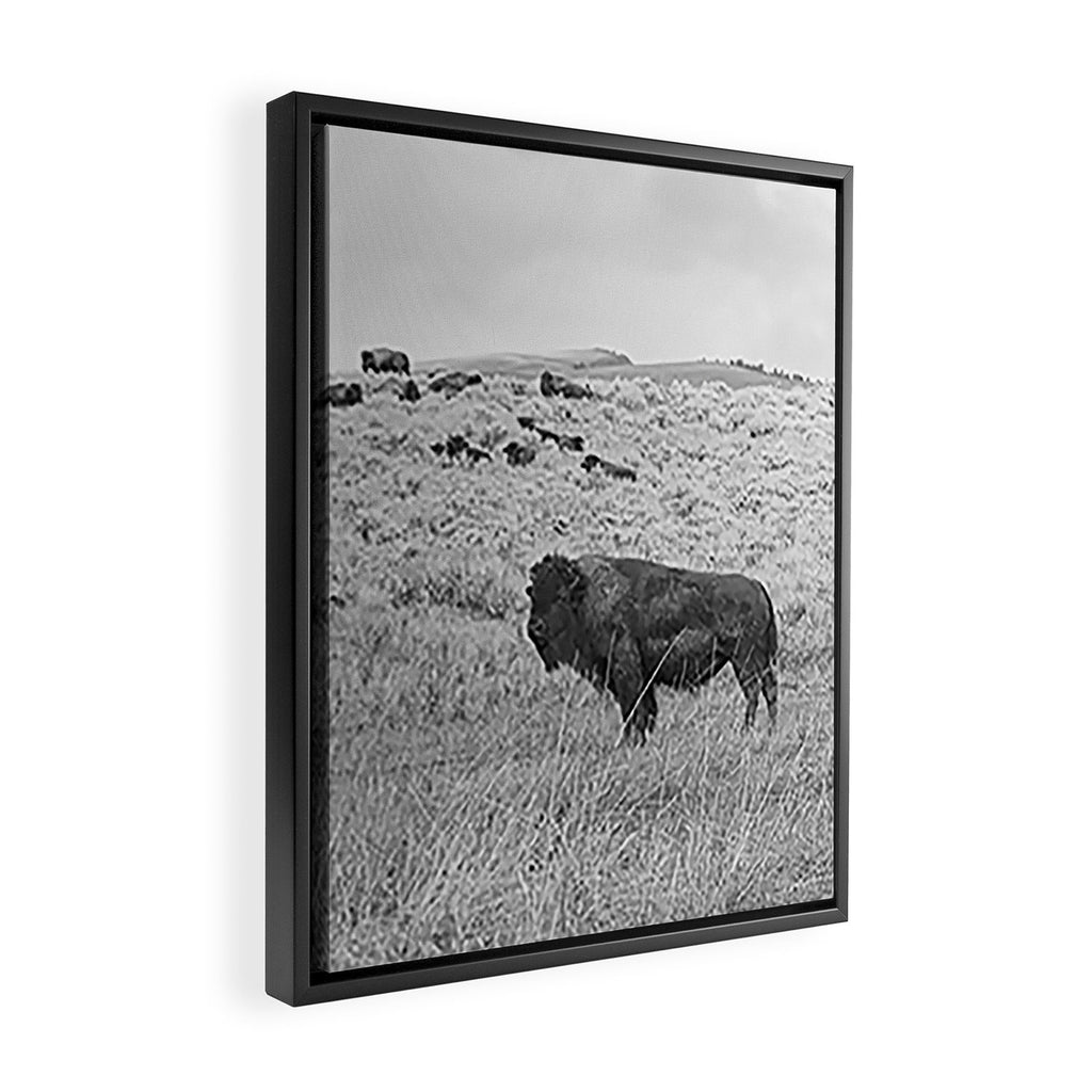 Montana Buffalo Bison | Black and White Montana Photography Framed Canvas Print Gallery Image 2