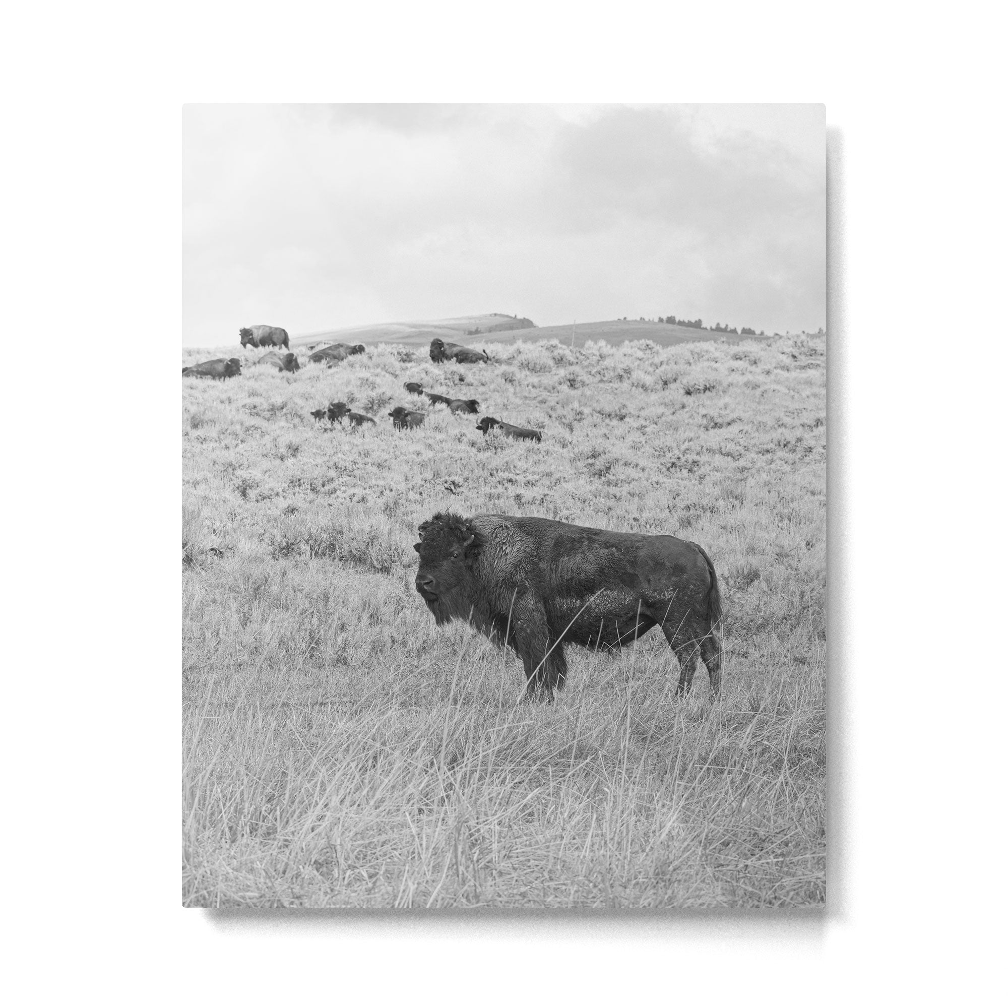Montana Buffalo Bison | Black and White Montana Photography Metal Print Gallery Image 4