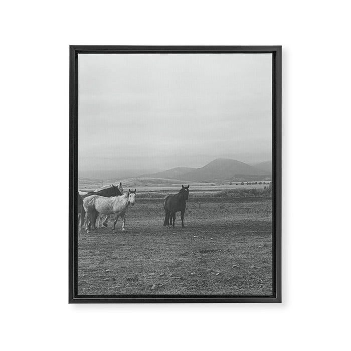 Montana Wild Horses Photography Framed Canvas Print Gallery Image 1