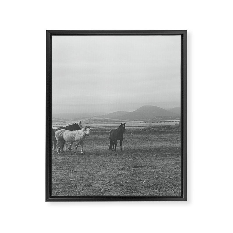 Montana Wild Horses Photography Framed Canvas Print Gallery Image 6