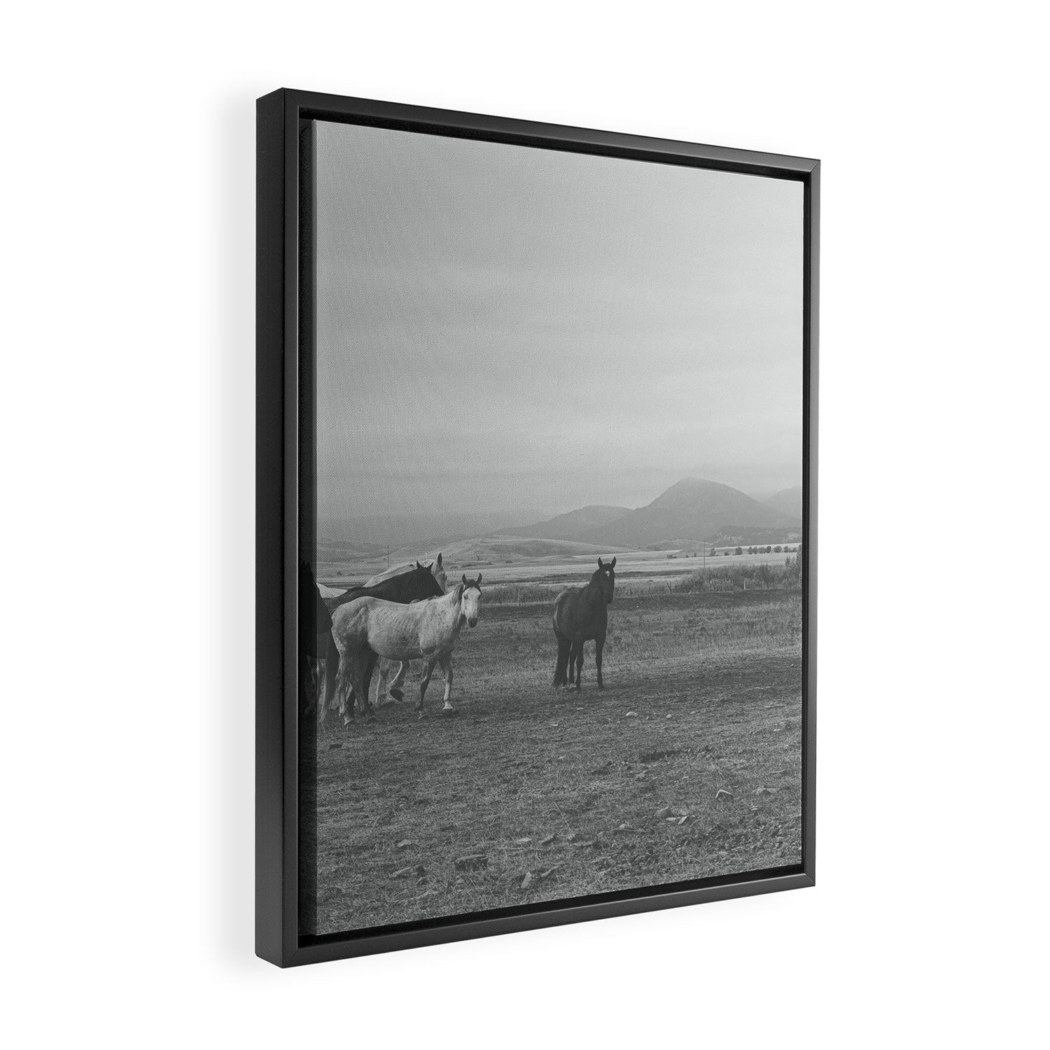 Montana Wild Horses Photography Framed Canvas Print Gallery Image 2