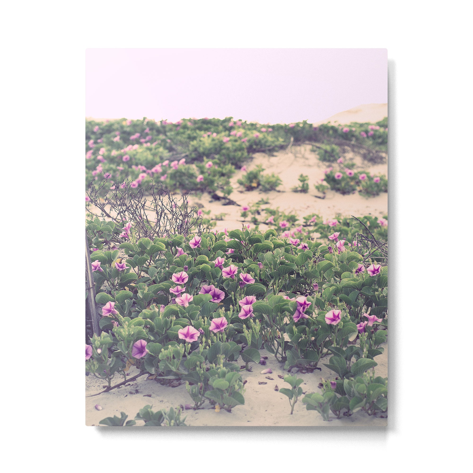 Mornings at the Beach Metal Print Gallery Image 4