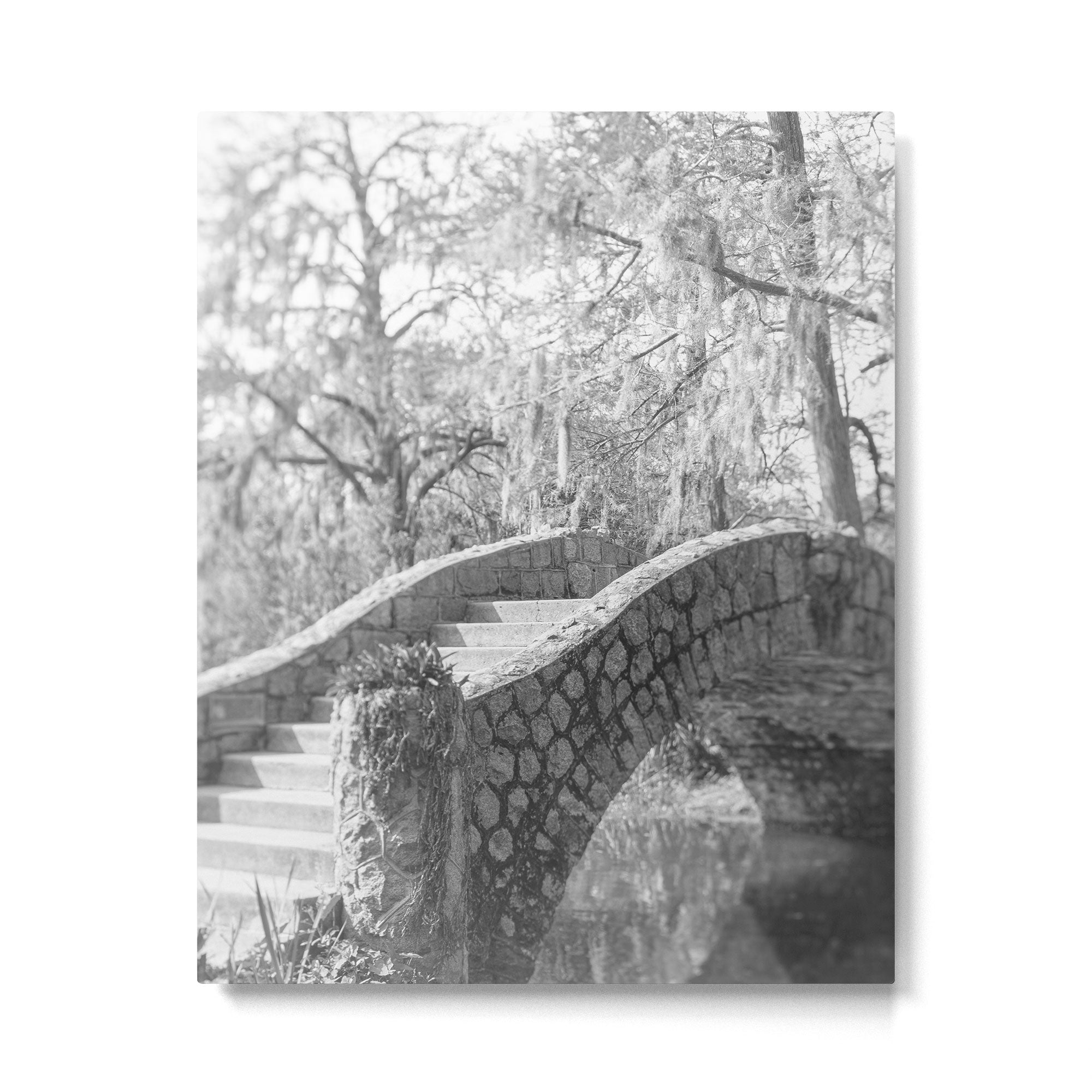 New Orleans City Park black and white photography Metal Print Gallery Image 4