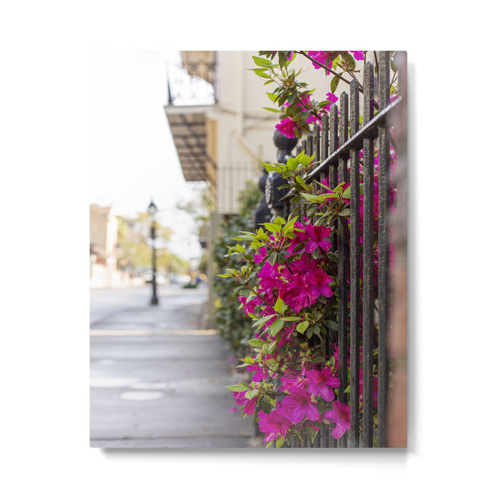 New Orleans French Quarter Photography x Azaleas in the Quarter Metal Print Gallery Image 1