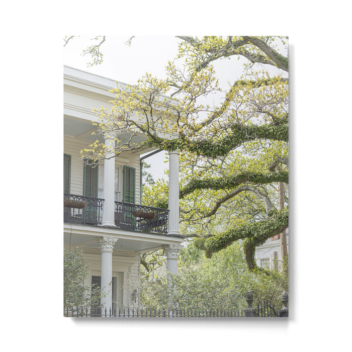 New Orleans Louisiana Photography x Uptown Oaks Metal Print Gallery Image 1