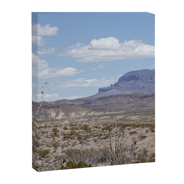 Ocotillo In Bloom at Big Bend National Park Photography Print Canvas Print Gallery Image 1