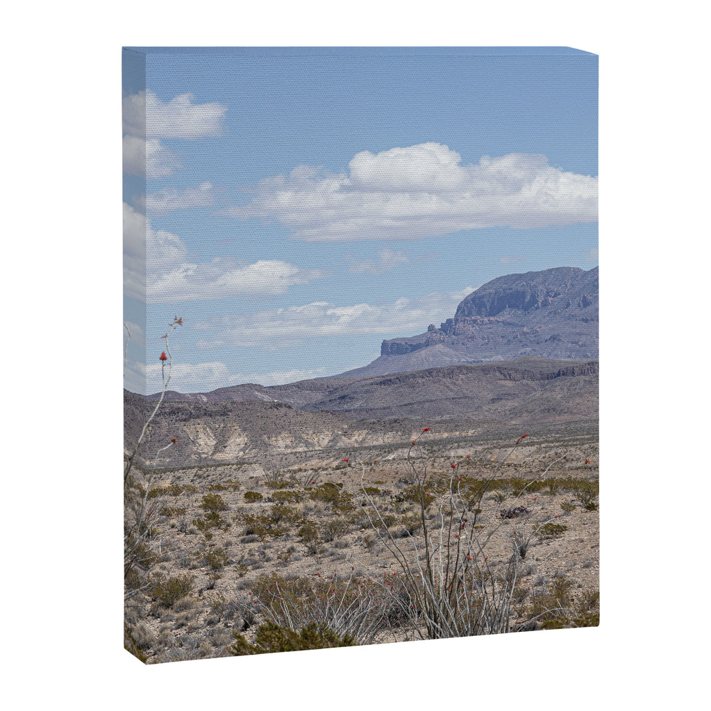 Ocotillo In Bloom at Big Bend National Park Photography Print Canvas Print Gallery Image 6