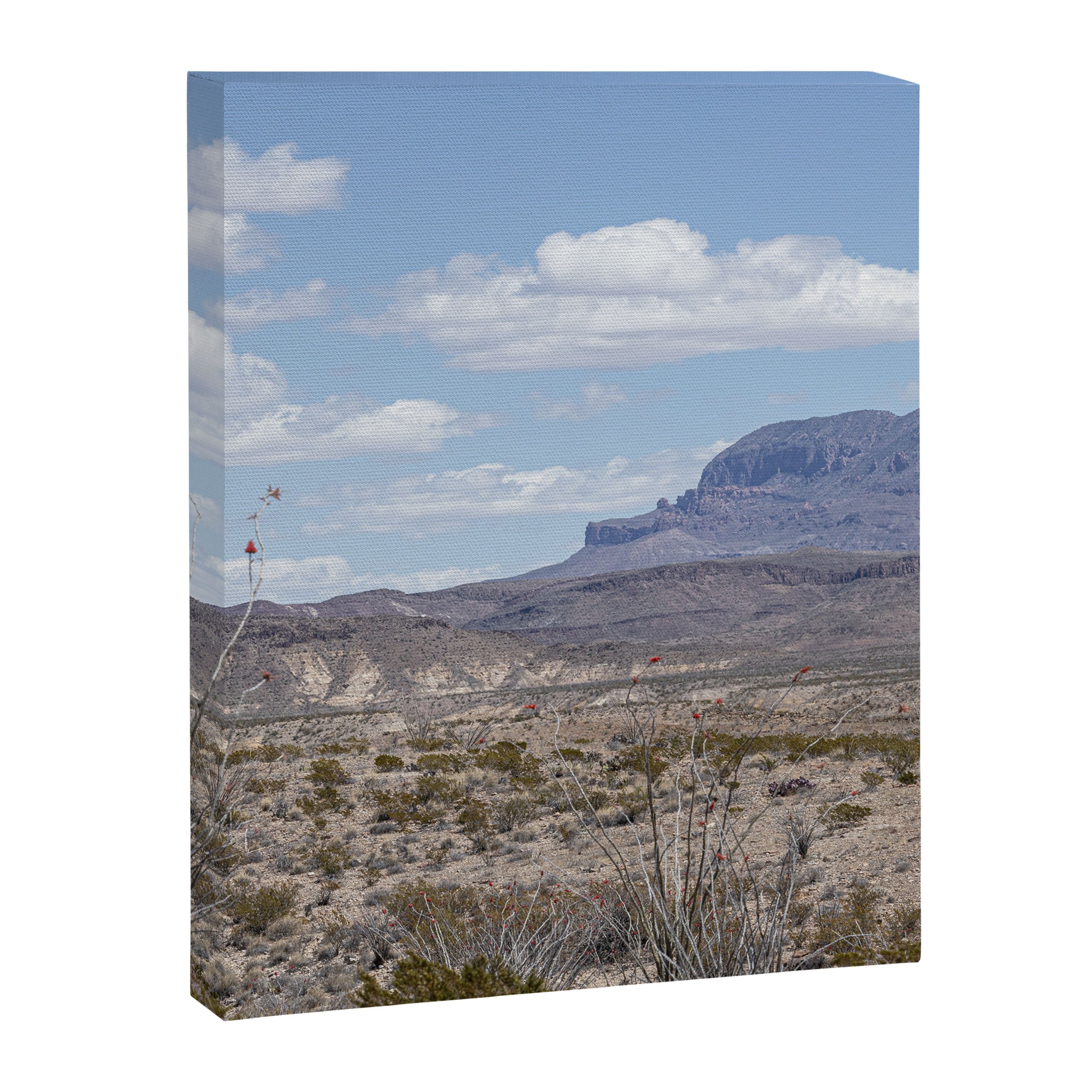 Ocotillo In Bloom at Big Bend National Park Photography Print Canvas Print Gallery Image 6