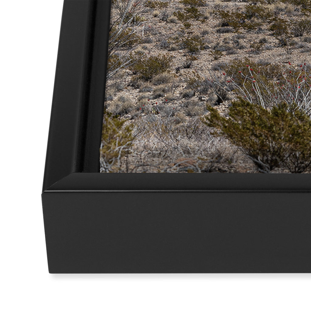 Ocotillo In Bloom at Big Bend National Park Photography Print Framed Canvas Print Gallery Image 3