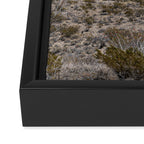 Ocotillo In Bloom at Big Bend National Park Photography Print Framed Canvas Print Gallery Image 3