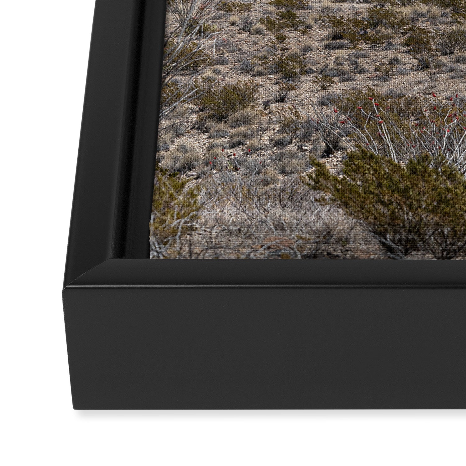 Ocotillo In Bloom at Big Bend National Park Photography Print Framed Canvas Print Gallery Image 3
