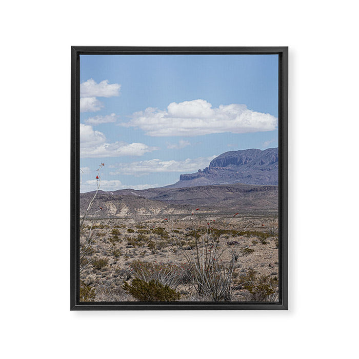 Ocotillo In Bloom at Big Bend National Park Photography Print Framed Canvas Print Gallery Image 1
