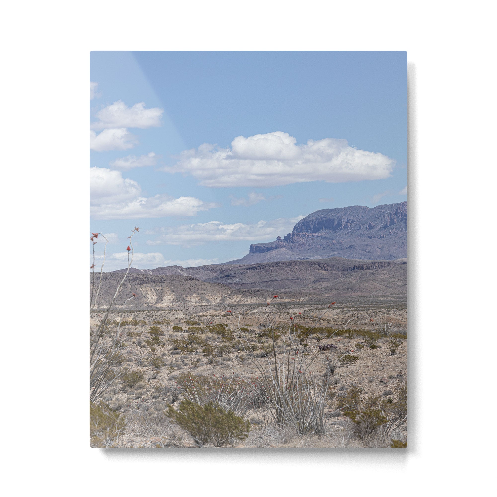 Ocotillo In Bloom at Big Bend National Park Photography Print Metal Print Gallery Image 4