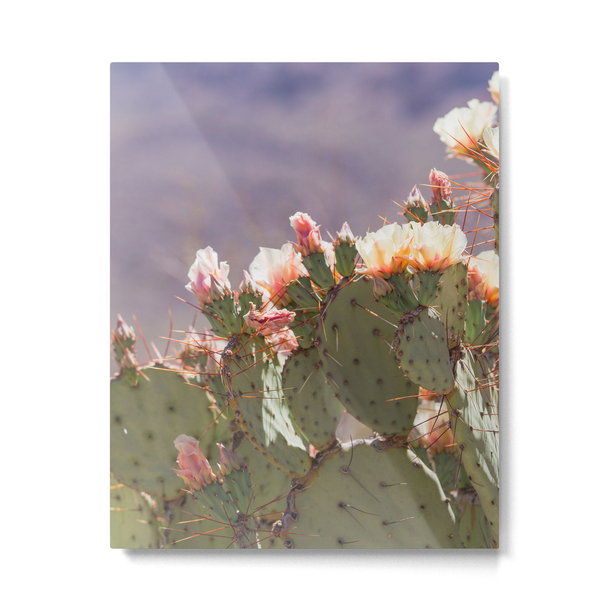 Prickly Pear Blooms I Metal Print Gallery Image 4