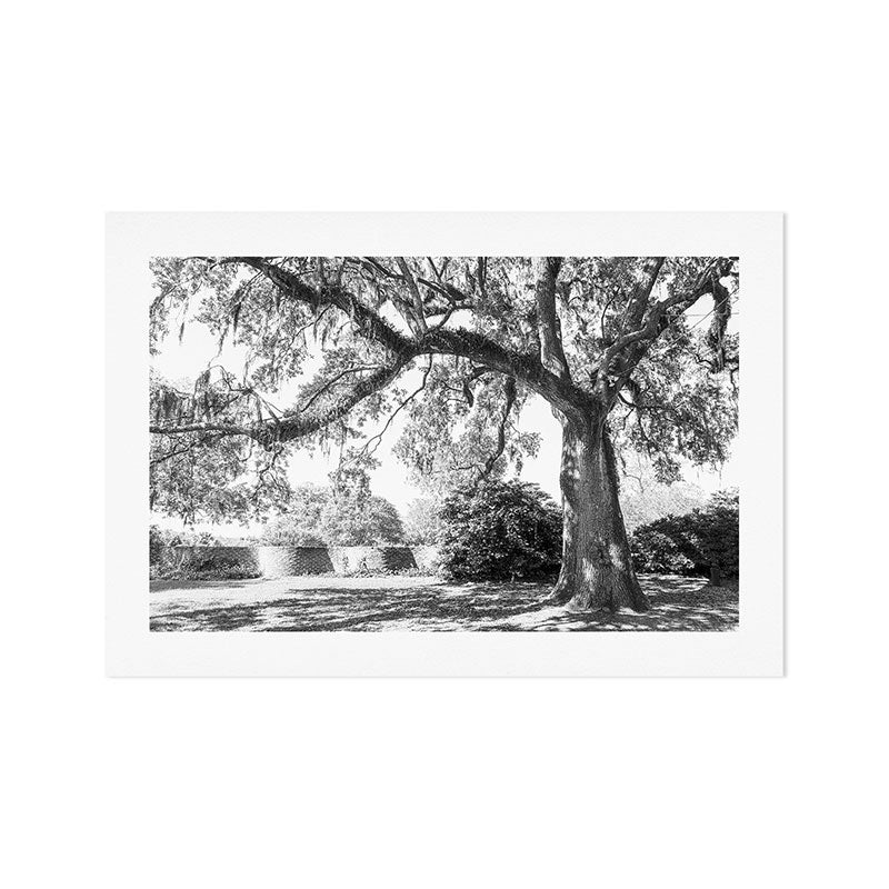 South Carolina Lowcountry Landscape Photography Art Print Gallery Image 1