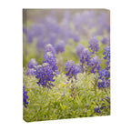 Texas Bluebonnets Canvas Print Gallery Image 6