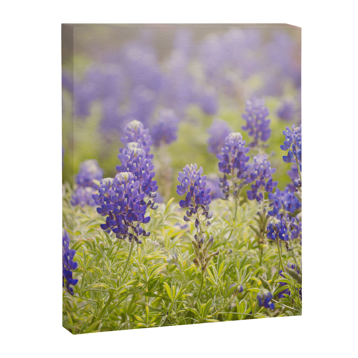 Texas Bluebonnets Canvas Print Gallery Image 6