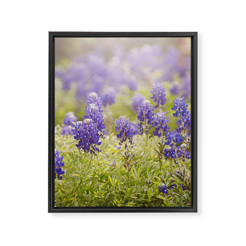 Texas Bluebonnets Framed Canvas Print Gallery Image 6