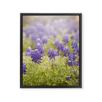 Texas Bluebonnets Framed Canvas Print Gallery Image 6