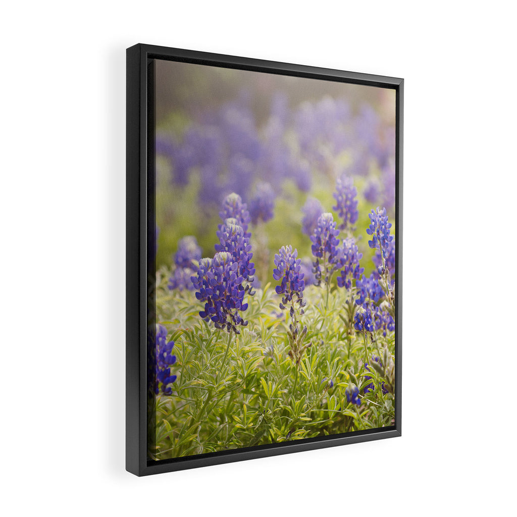 Texas Bluebonnets Framed Canvas Print Gallery Image 2