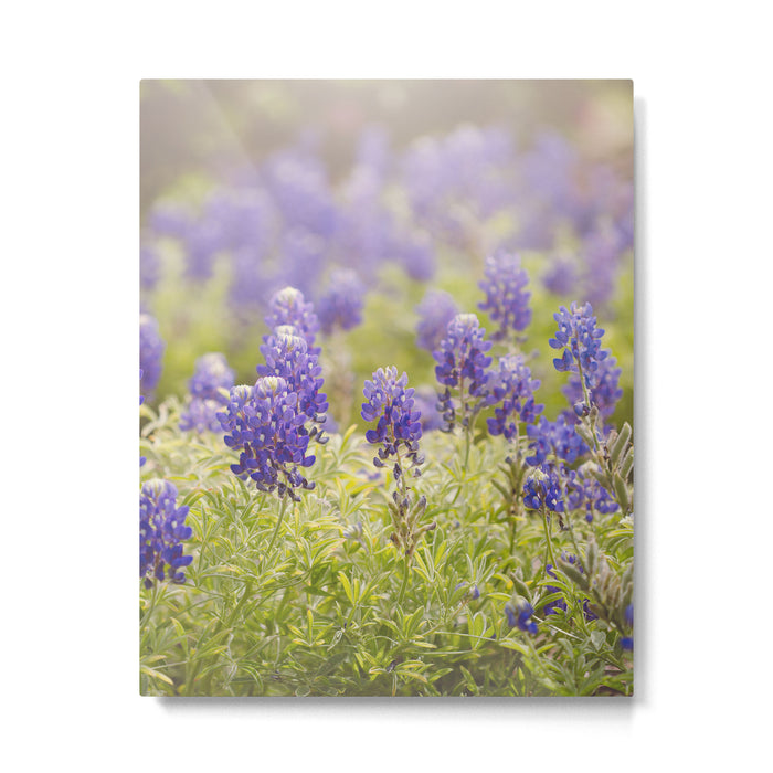 Texas Bluebonnets Metal Print Gallery Image 1