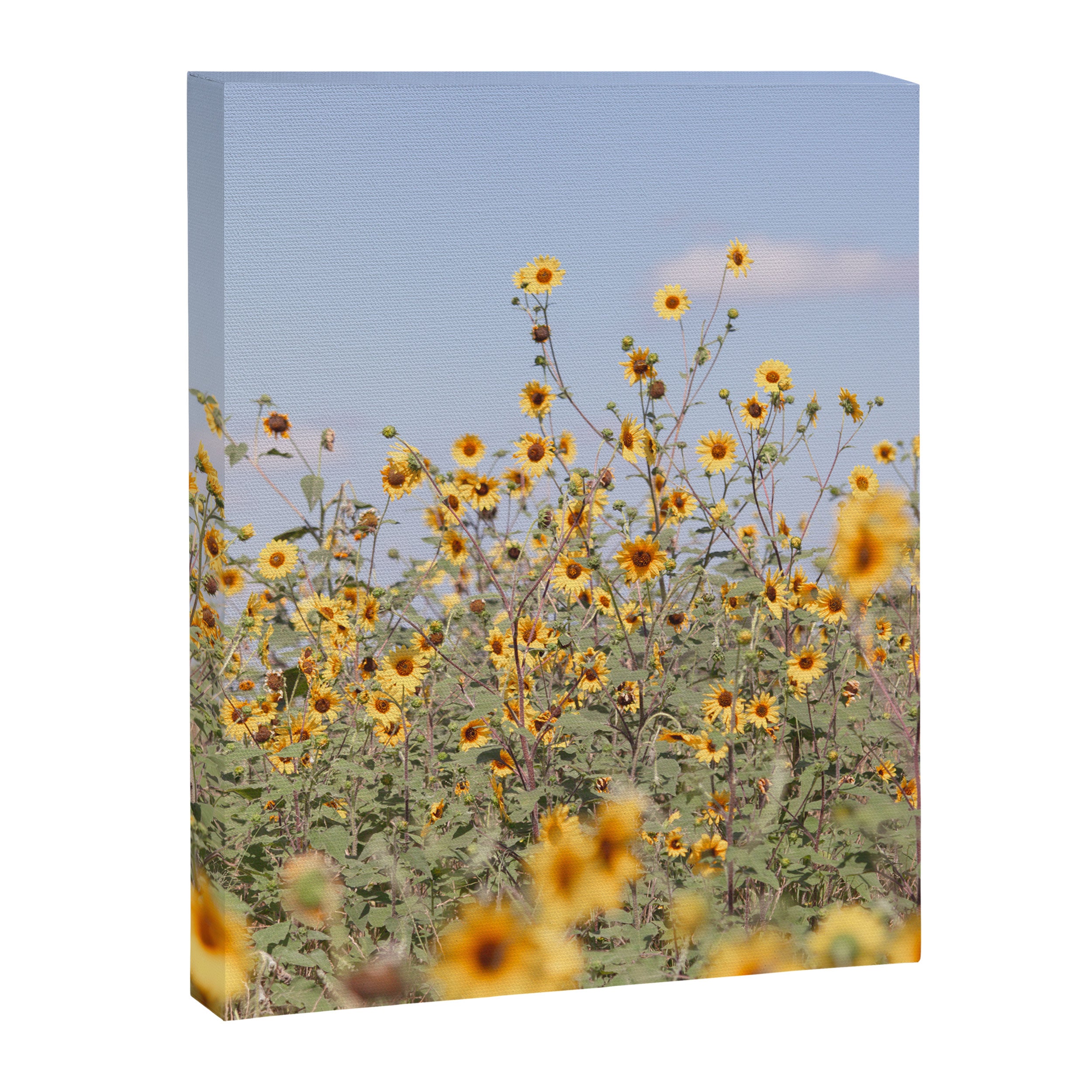 Texas Sunflower Field Canvas Print Gallery Image 6