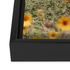 Texas Sunflower Field Framed Canvas Print Gallery Image 3