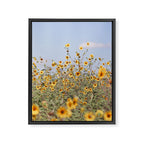 Texas Sunflower Field Framed Canvas Print Gallery Image 6