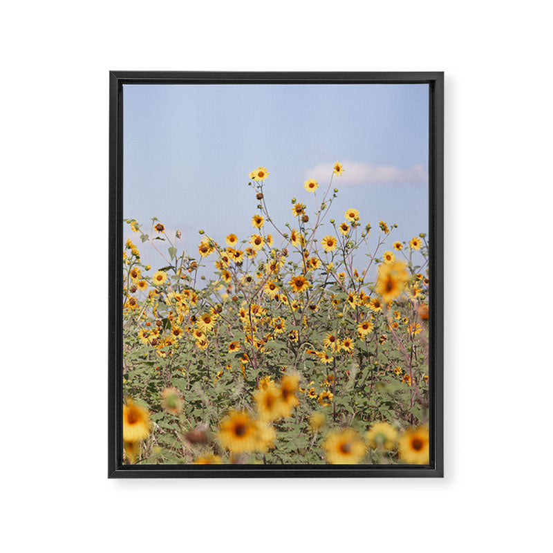 Texas Sunflower Field Framed Canvas Print Gallery Image 6