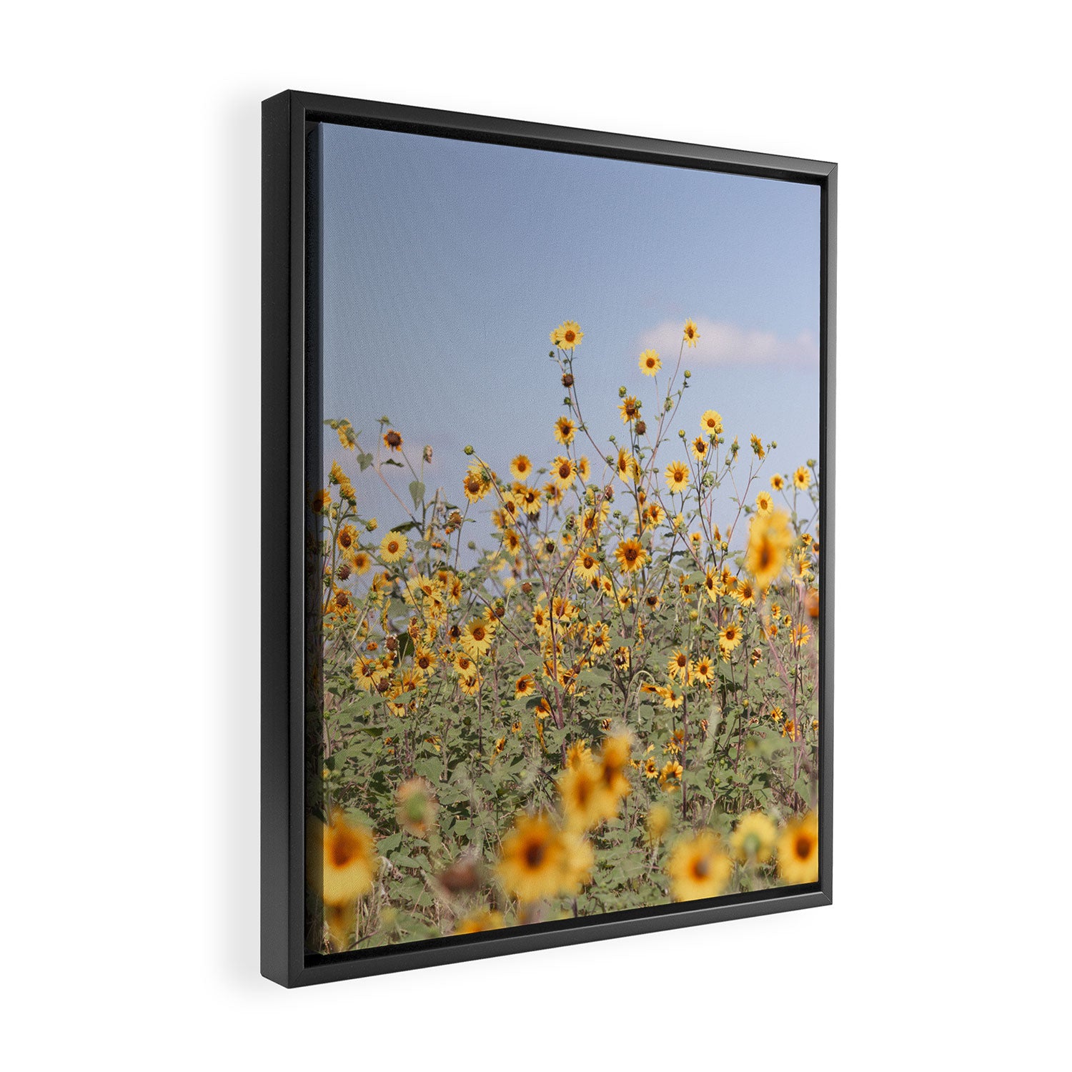 Texas Sunflower Field Framed Canvas Print Gallery Image 2