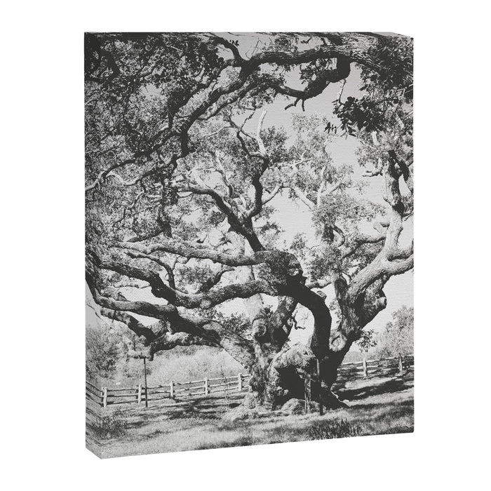 The Big Tree Rockport Texas Canvas Print Gallery Image 1