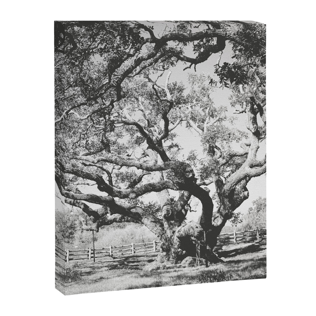The Big Tree Rockport Texas Canvas Print Gallery Image 6