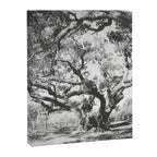 The Big Tree Rockport Texas Canvas Print Gallery Image 6