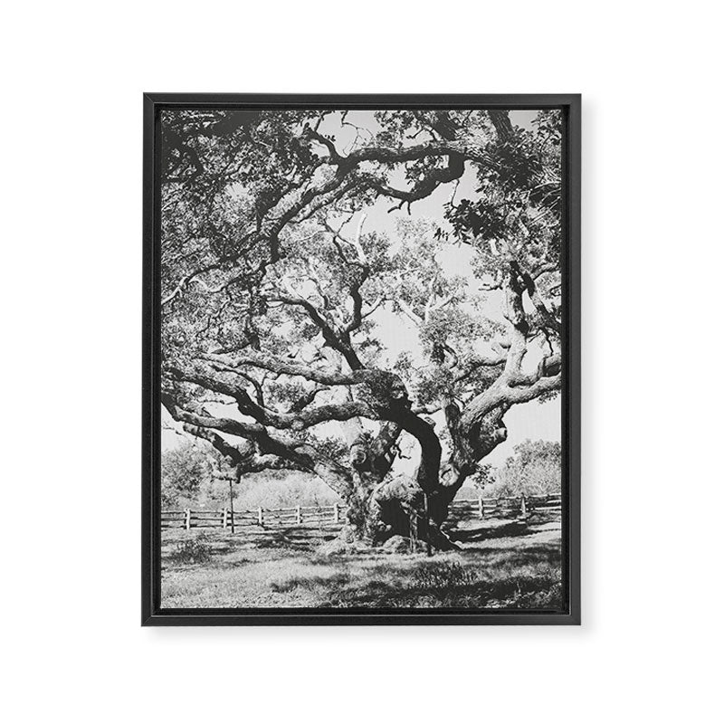 The Big Tree Rockport Texas Framed Canvas Print Gallery Image 6