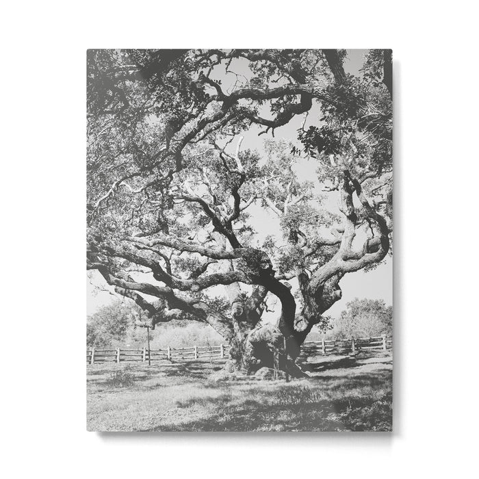 The Big Tree Rockport Texas Metal Print Gallery Image 1
