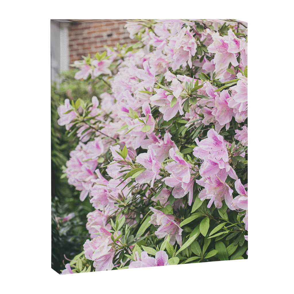Uptown Azaleas x New Orleans Photography Canvas Print Gallery Image 6