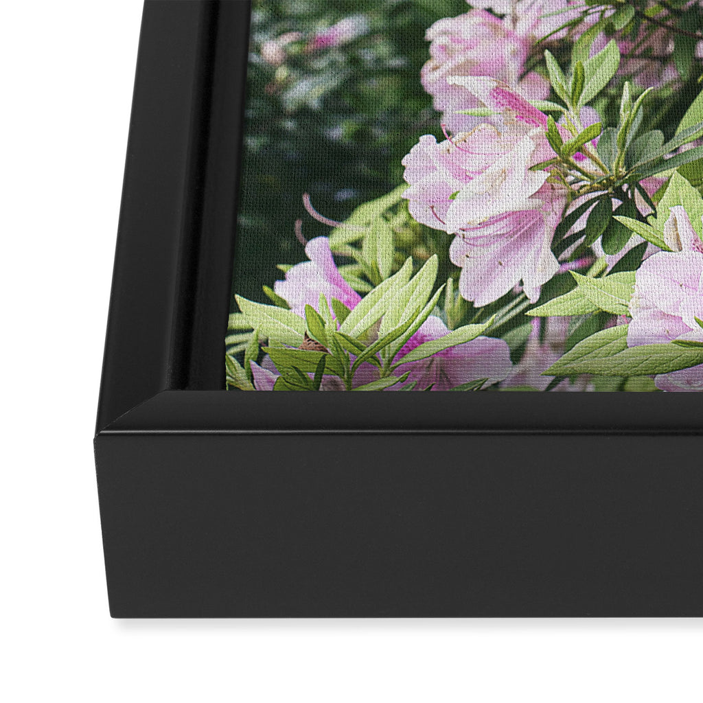 Uptown Azaleas x New Orleans Photography Framed Canvas Print Gallery Image 3