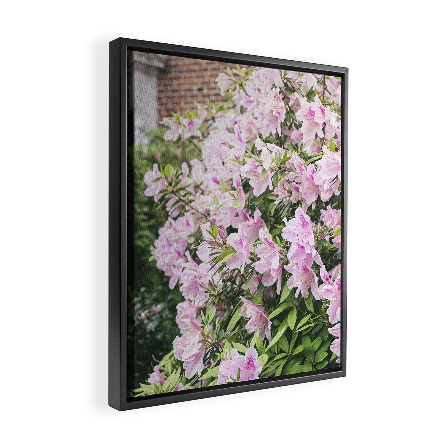 Uptown Azaleas x New Orleans Photography Framed Canvas Print Gallery Image 2