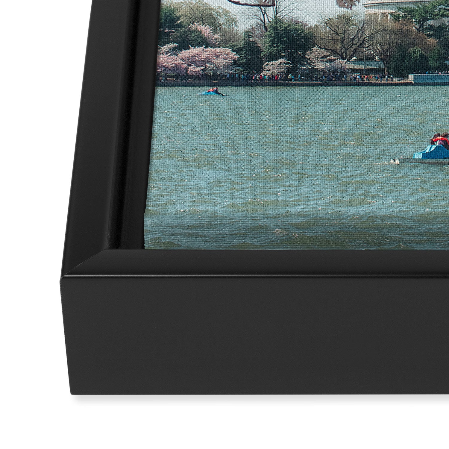 Washington DC Cherry Blossoms II Framed Canvas Print Gallery Image 3