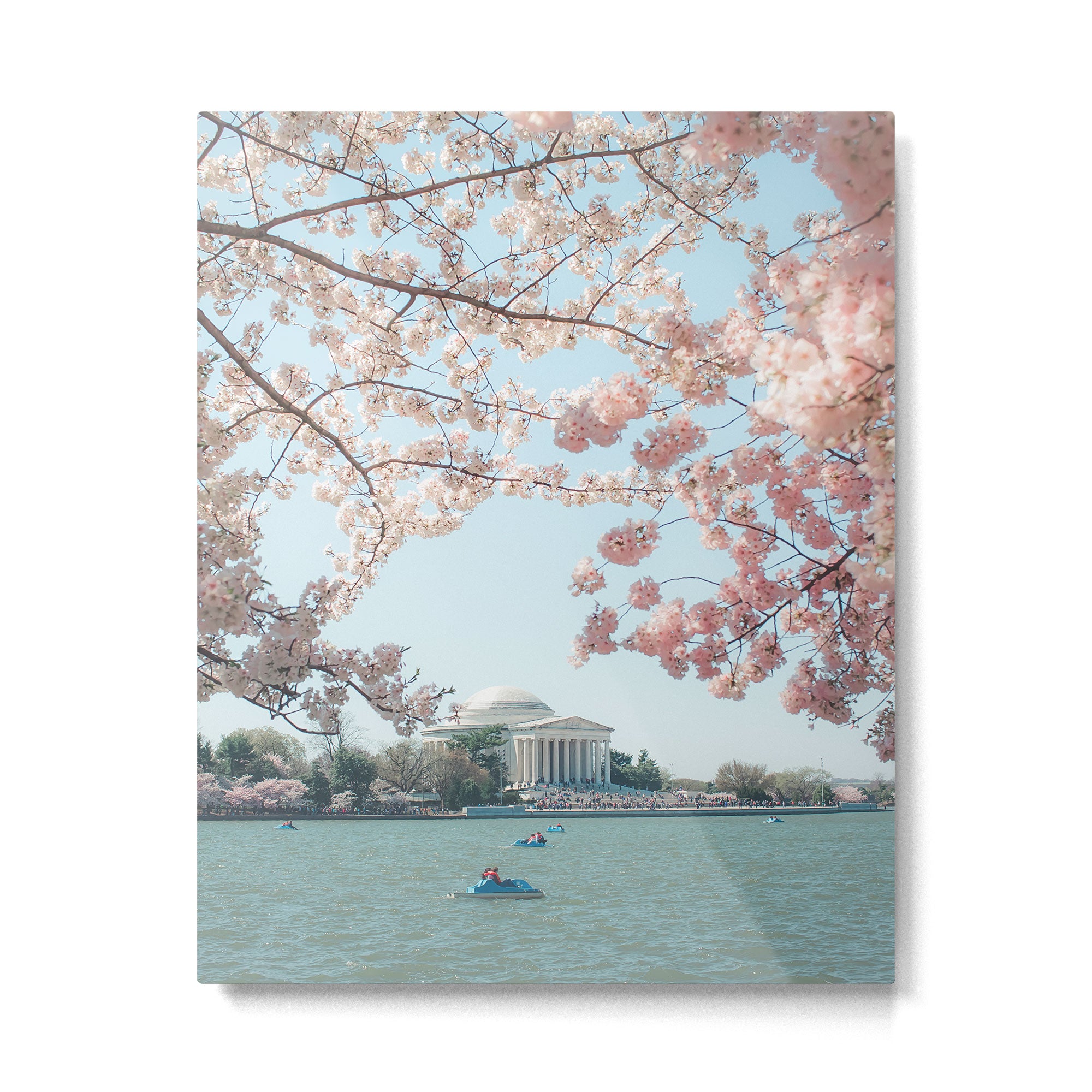 Washington DC Cherry Blossoms II Metal Print Gallery Image 4