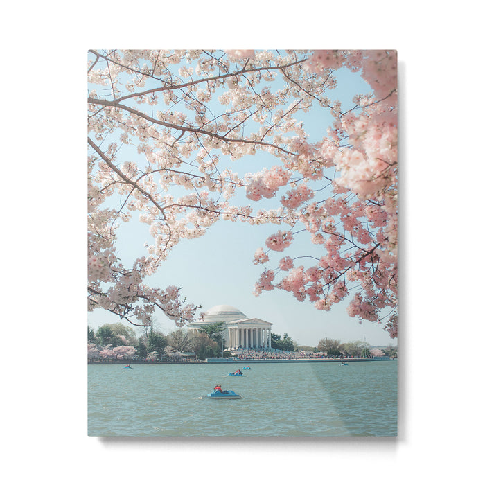 Washington DC Cherry Blossoms II Metal Print Gallery Image 1
