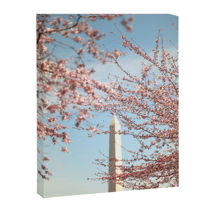 Washington DC Cherry Blossoms Canvas Print Gallery Image 1
