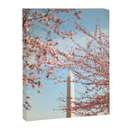Washington DC Cherry Blossoms Canvas Print Gallery Image 6