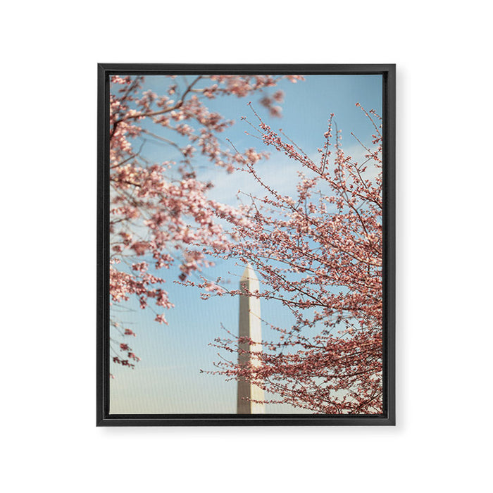 Washington DC Cherry Blossoms Framed Canvas Print Gallery Image 1