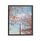 Washington DC Cherry Blossoms Framed Canvas Print Gallery Image 6