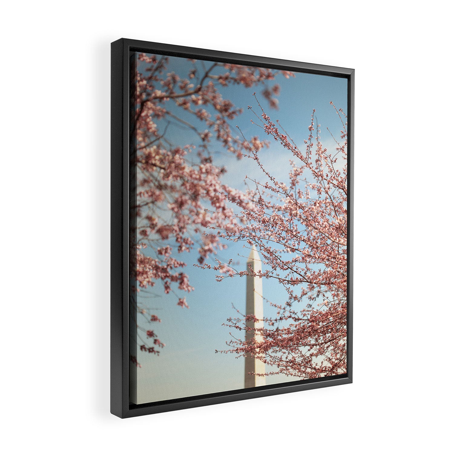 Washington DC Cherry Blossoms Framed Canvas Print Gallery Image 2