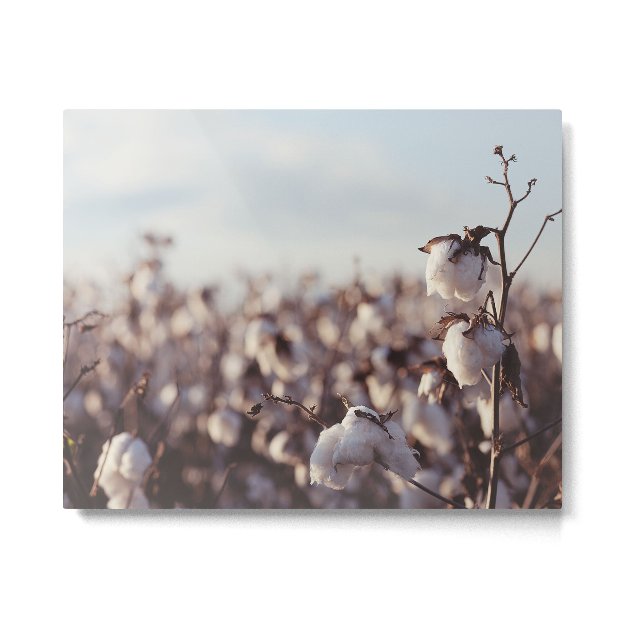 West Texas Cotton Field Metal Print Gallery Image 4