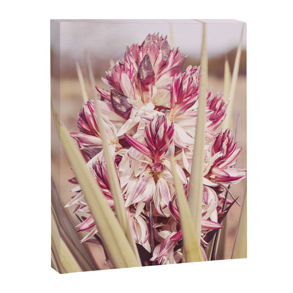 West Texas Landscape x Yucca Bloom Photography Canvas Print Gallery Image 6